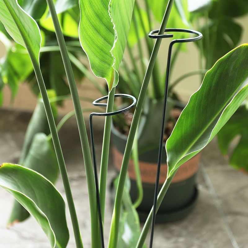 1/10pcs Garden สนับสนุน Stake  - Gardening Tools For Vines บทวิจารณ์และราคา