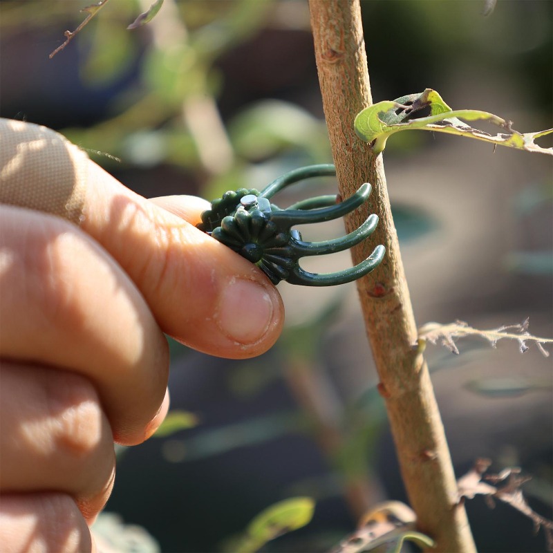 คลิปหนีบต้นไม้ขนาดเล็กสำหรับขา - Gardening Tools For Vines บทวิจารณ์และราคา