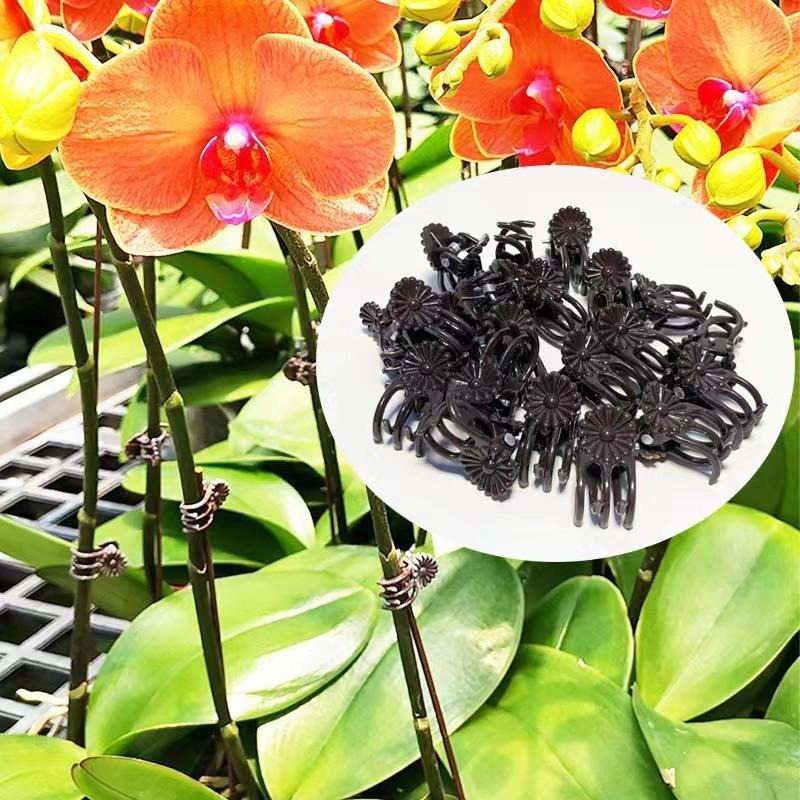 คลิปหนีบต้นไม้ขนาดเล็กสำหรับขา - Gardening Tools For Vines บทวิจารณ์และราคา