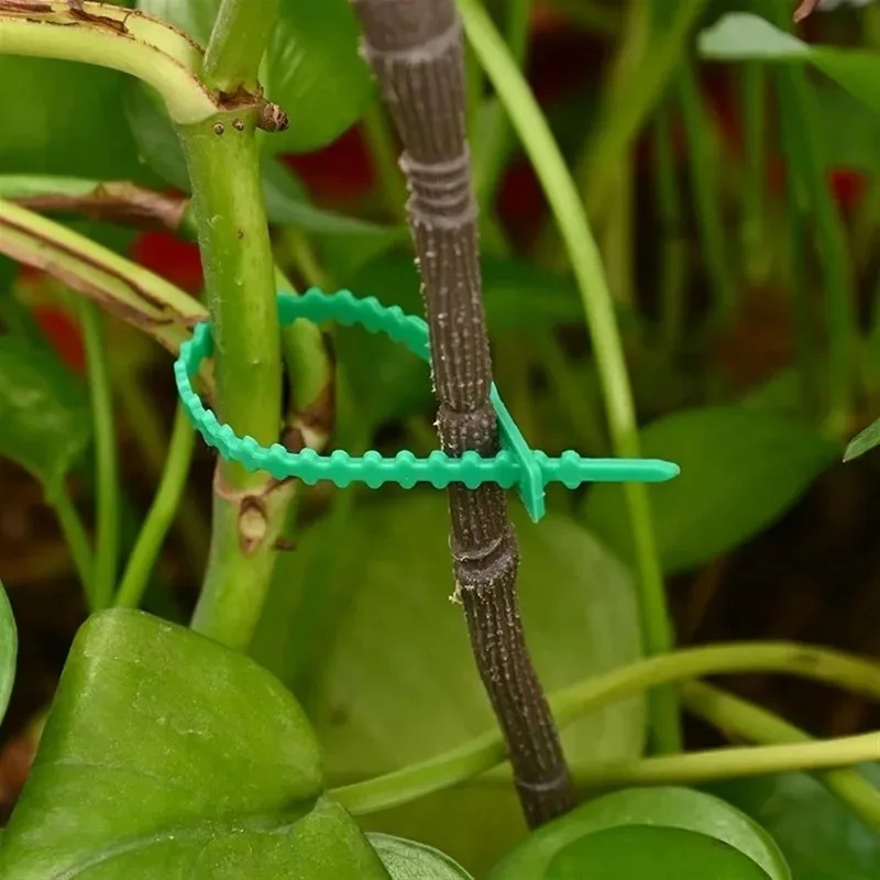 สายรัดต้นไม้แบบใช้ซ้ำได้ สำหรั - Gardening Tools For Vines บทวิจารณ์และราคา